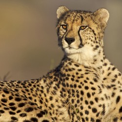cheetah