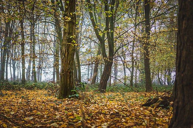 Autumn Leaves Fall Forest