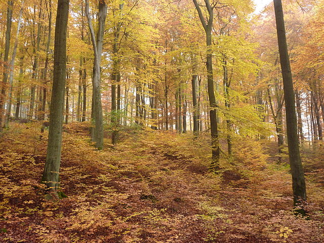 Yellow Forest Fall Trees